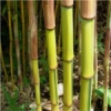 Bambusul devine unul dintre cele mai populare materiale ecologice
