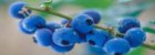 small_5198